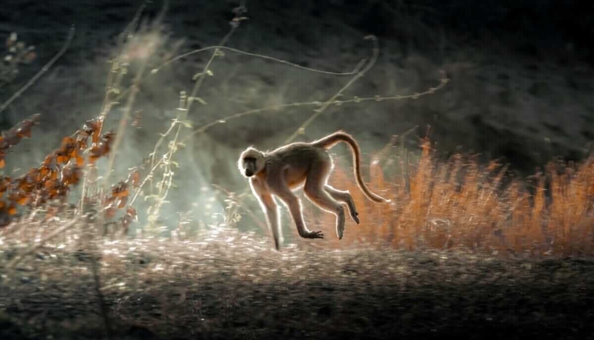 Monkey in Botswana