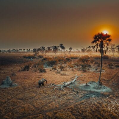 Solly Levi Sunset Delta