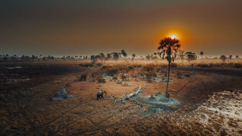 Solly Levi Sunset Delta
