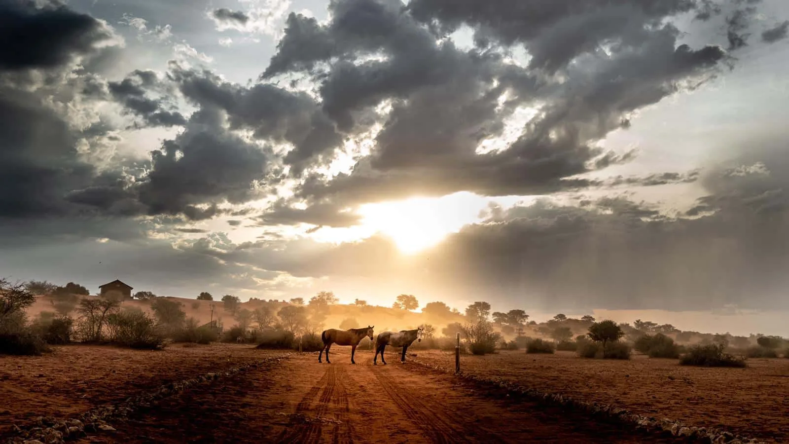 Bagatelle Lodge Kalahari Game Ranch Namibia Horses