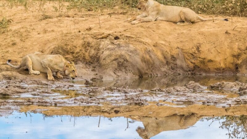 Hobatere Lodge - Image 5