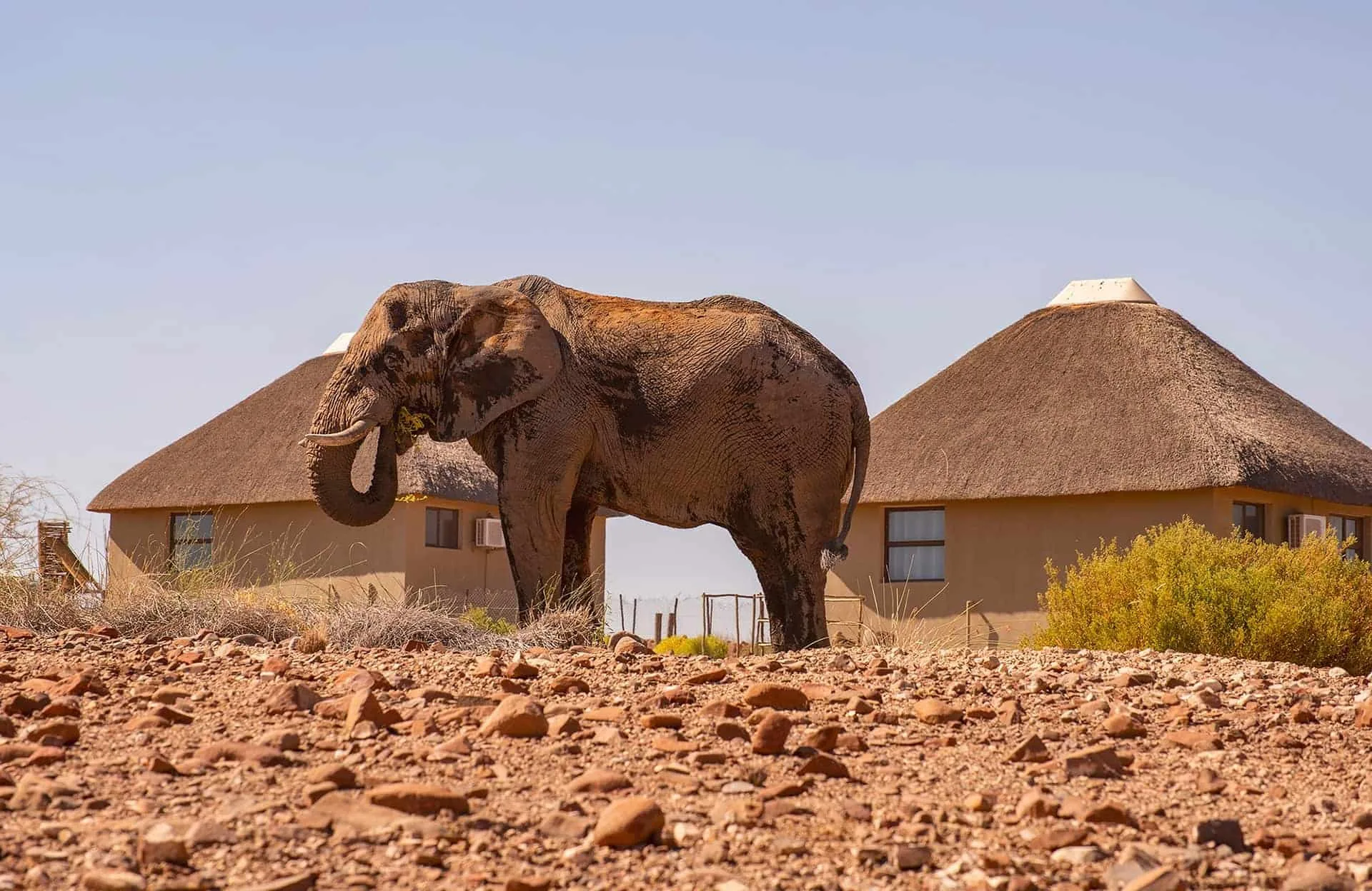 Desert-adapted Elephant