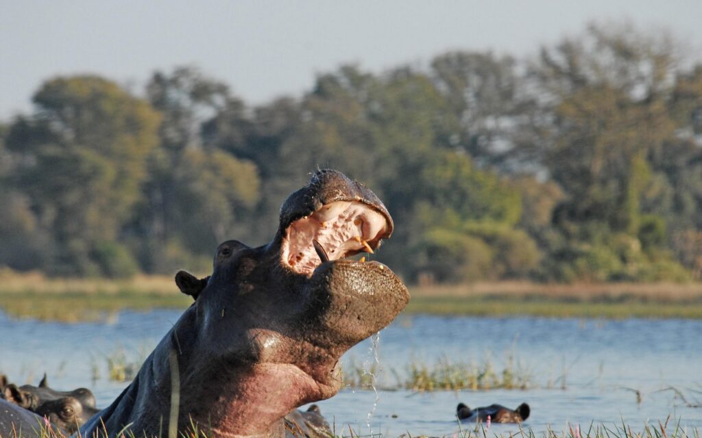 hippo Okavango