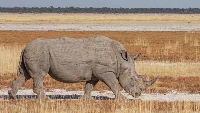 Rhino in Namibia