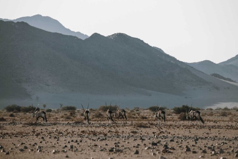 Self-drive Namibia safari. Wintery Namibia scenery