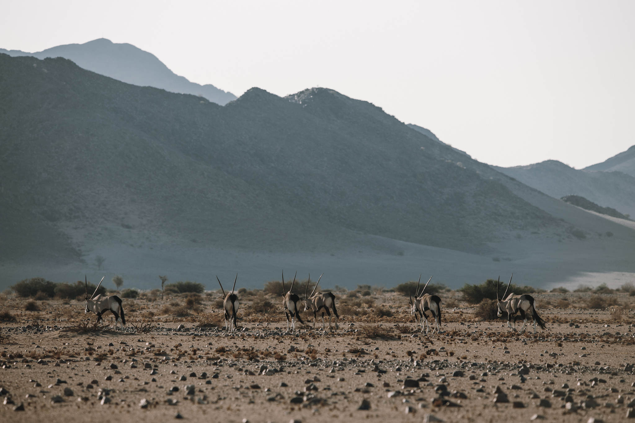 Wintery Namibia scenery