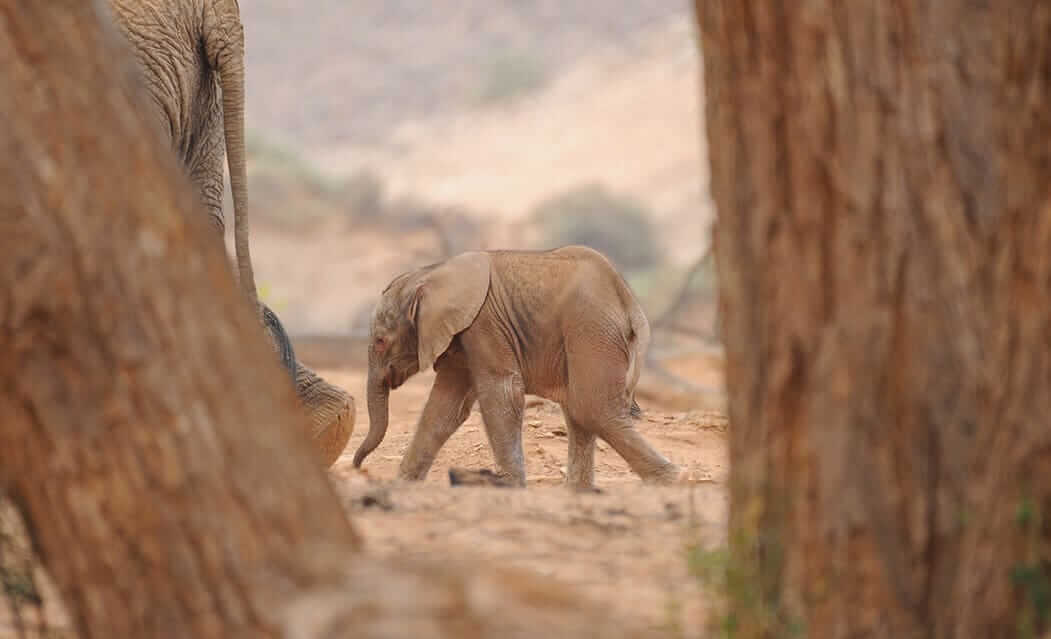 baby hope elephant ehra