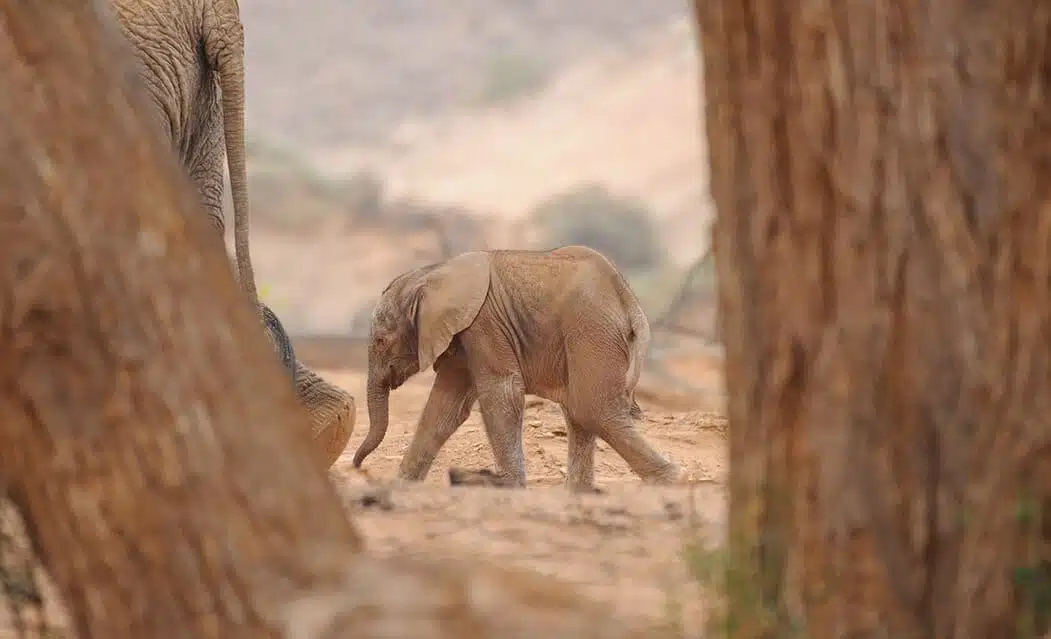 baby hope elephant ehra