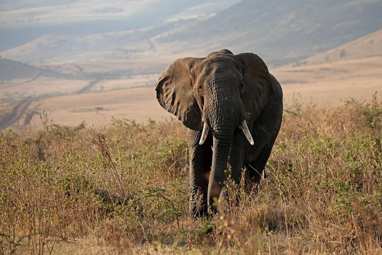East Africa safari