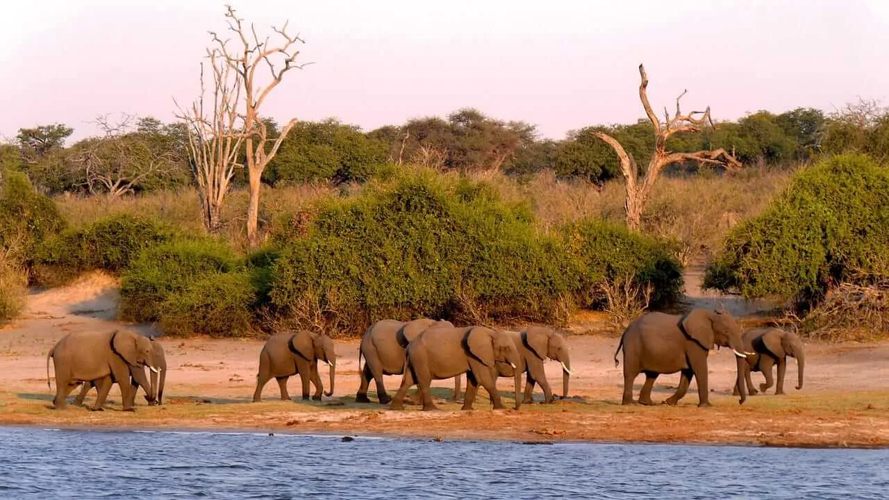 16-Day Namibia, Chobe   Victoria Falls Guided Safari