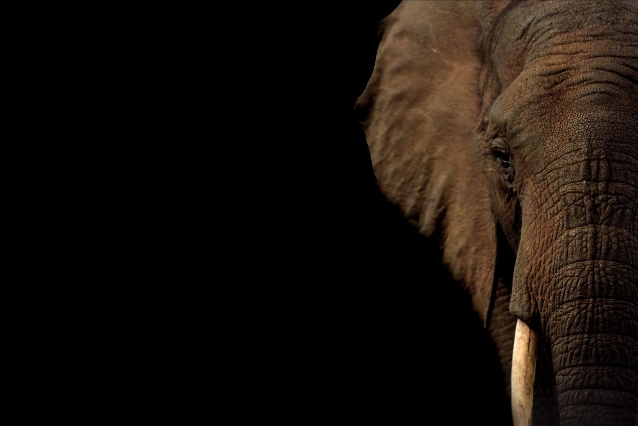 African elephant herd with young calves at a waterhole