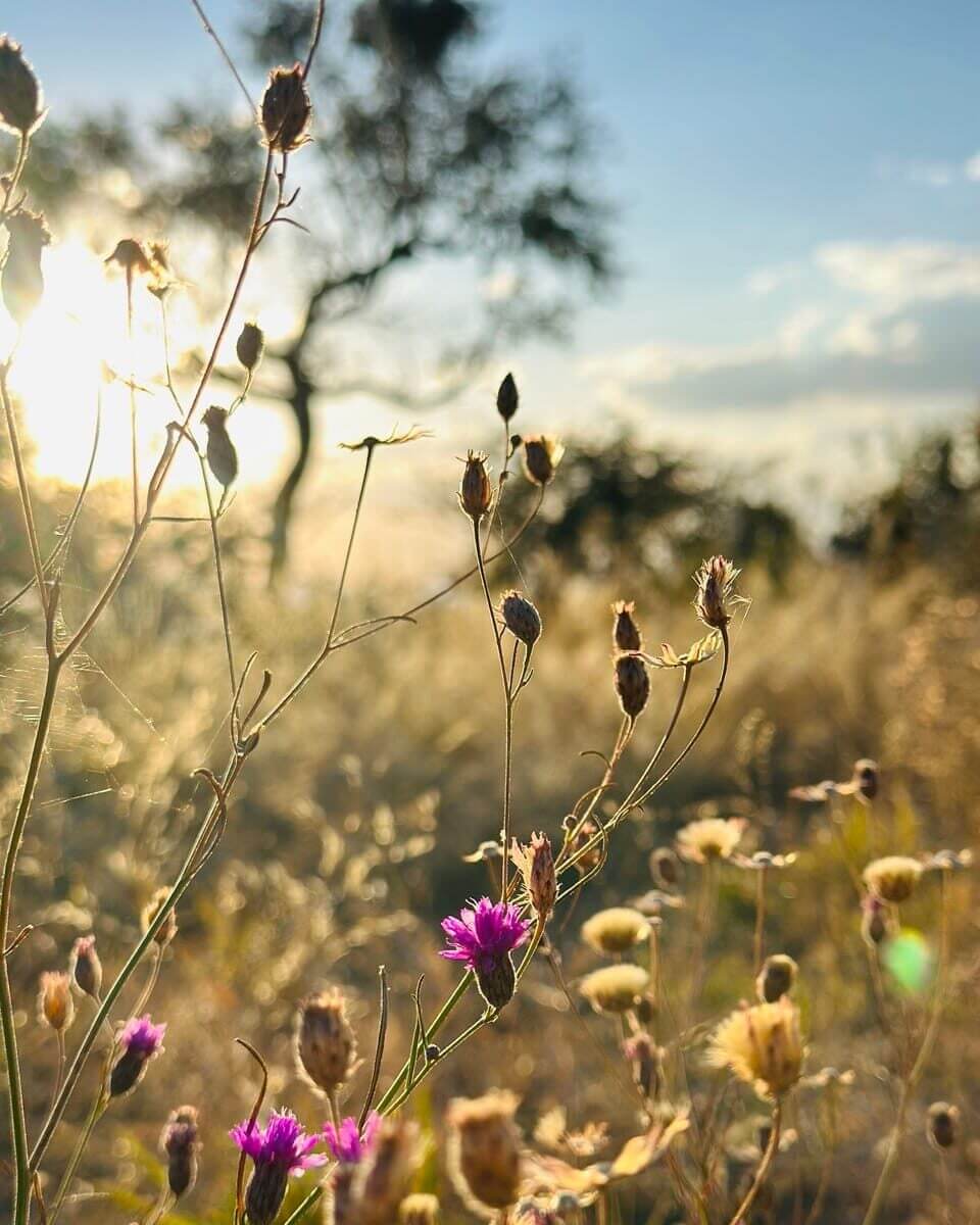Grass and wildflowers after rain in Namibia