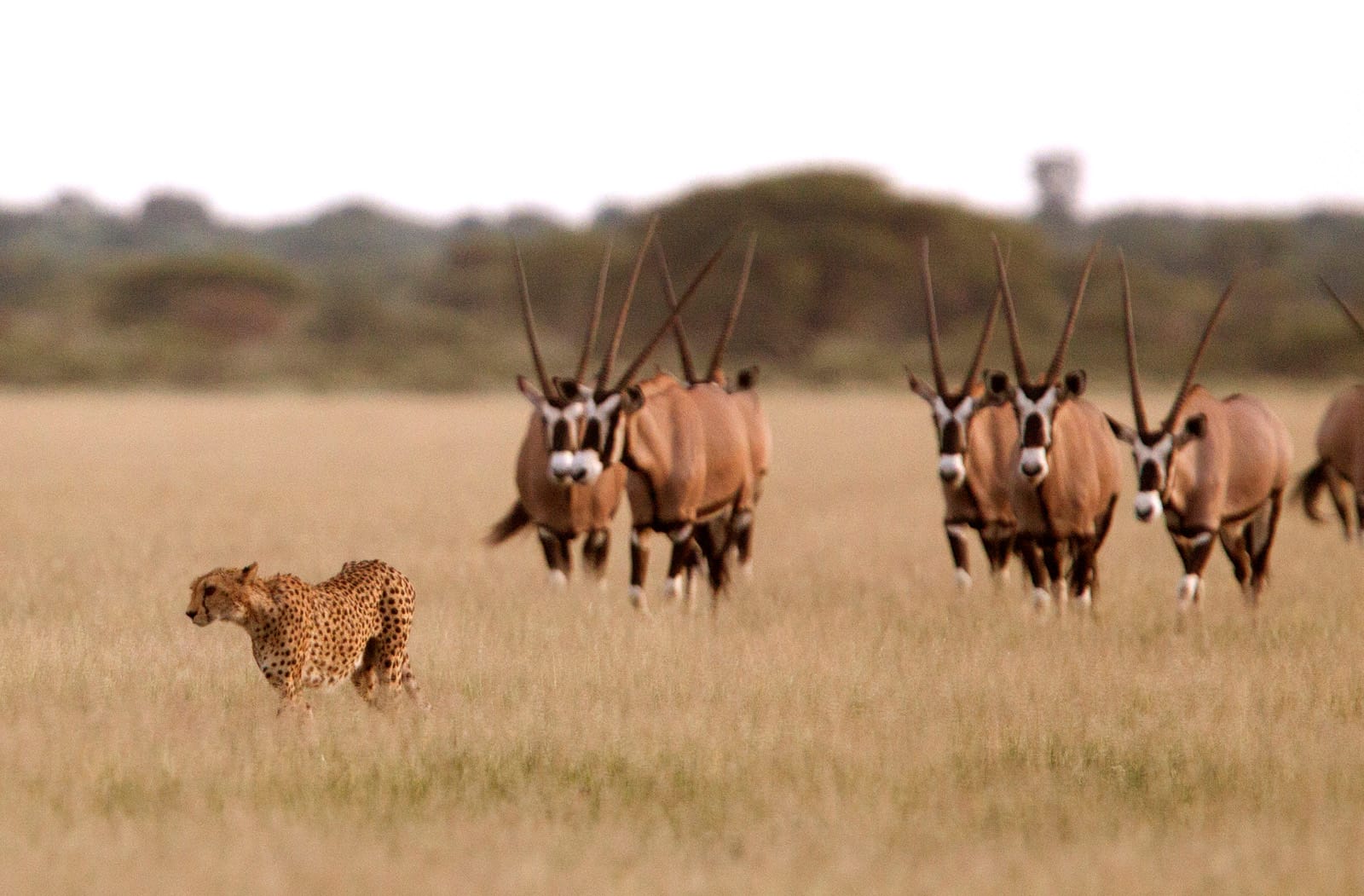 Cheetah and oryx on bare Kalahari ground before the November rains