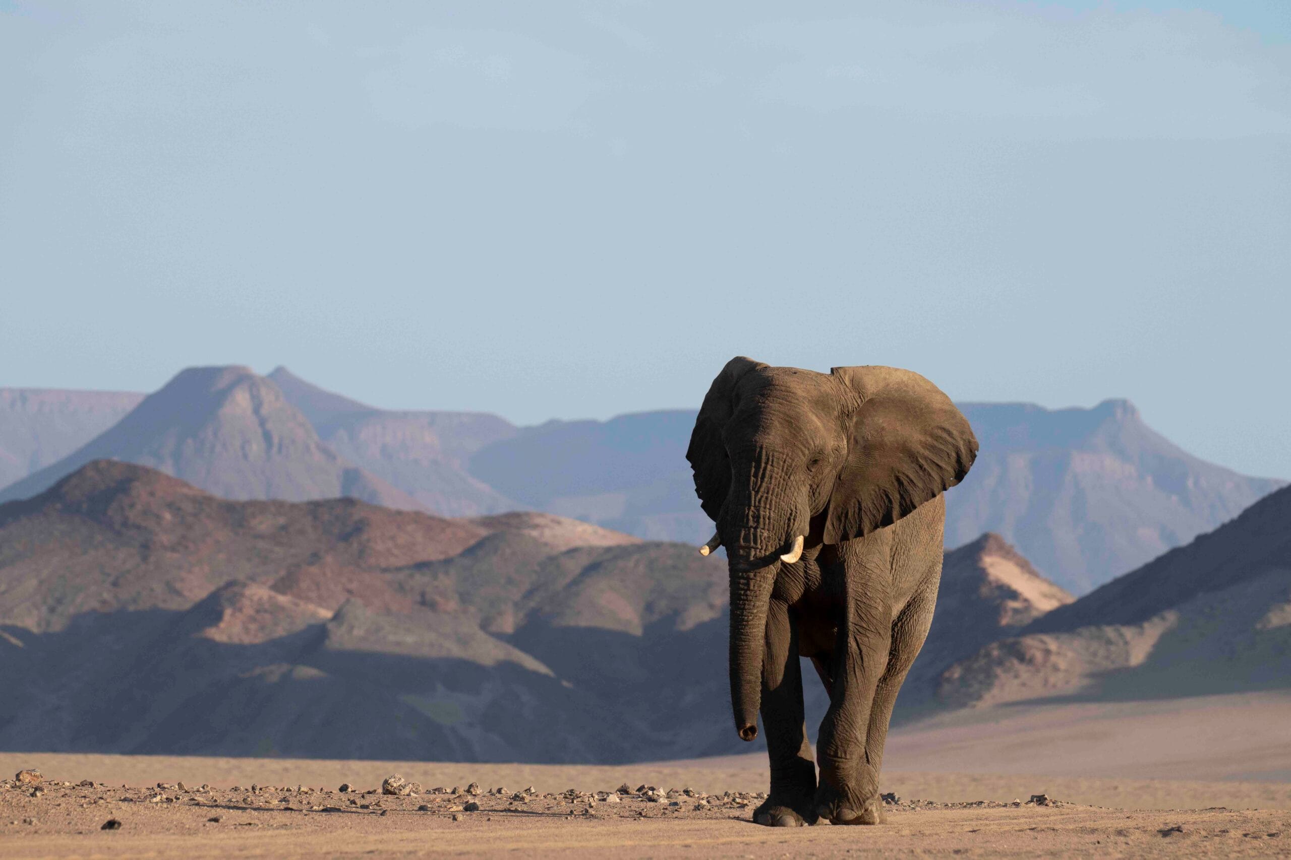 An elephant walking across open desert ground with mountains behind