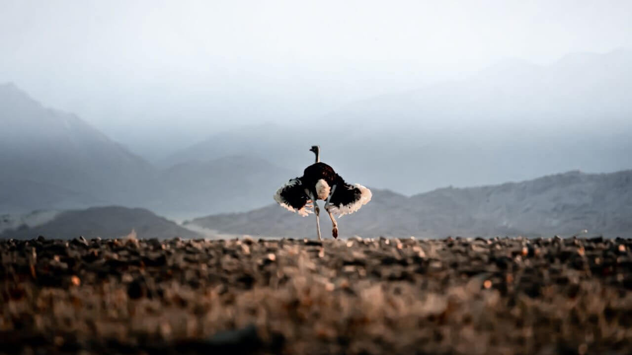 Ostrich on the Etosha pan, photographed from a self-drive vehicle in Namibia