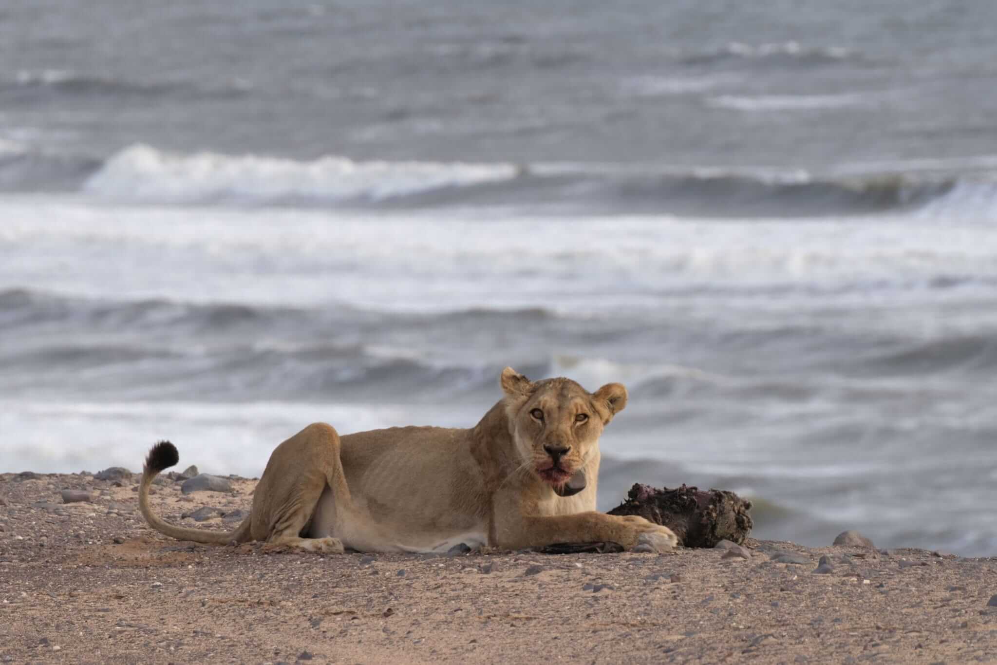 Desert-adapted lions on the Namibian Skeleton Coast