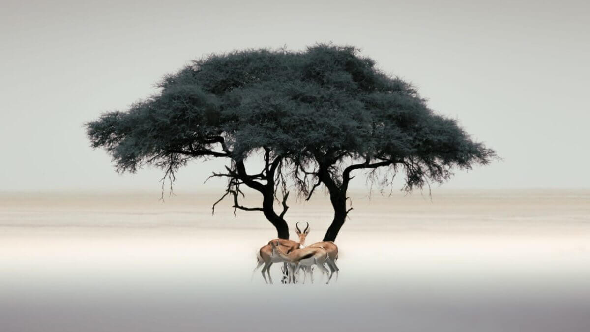 How to Book the Camps Inside Etosha