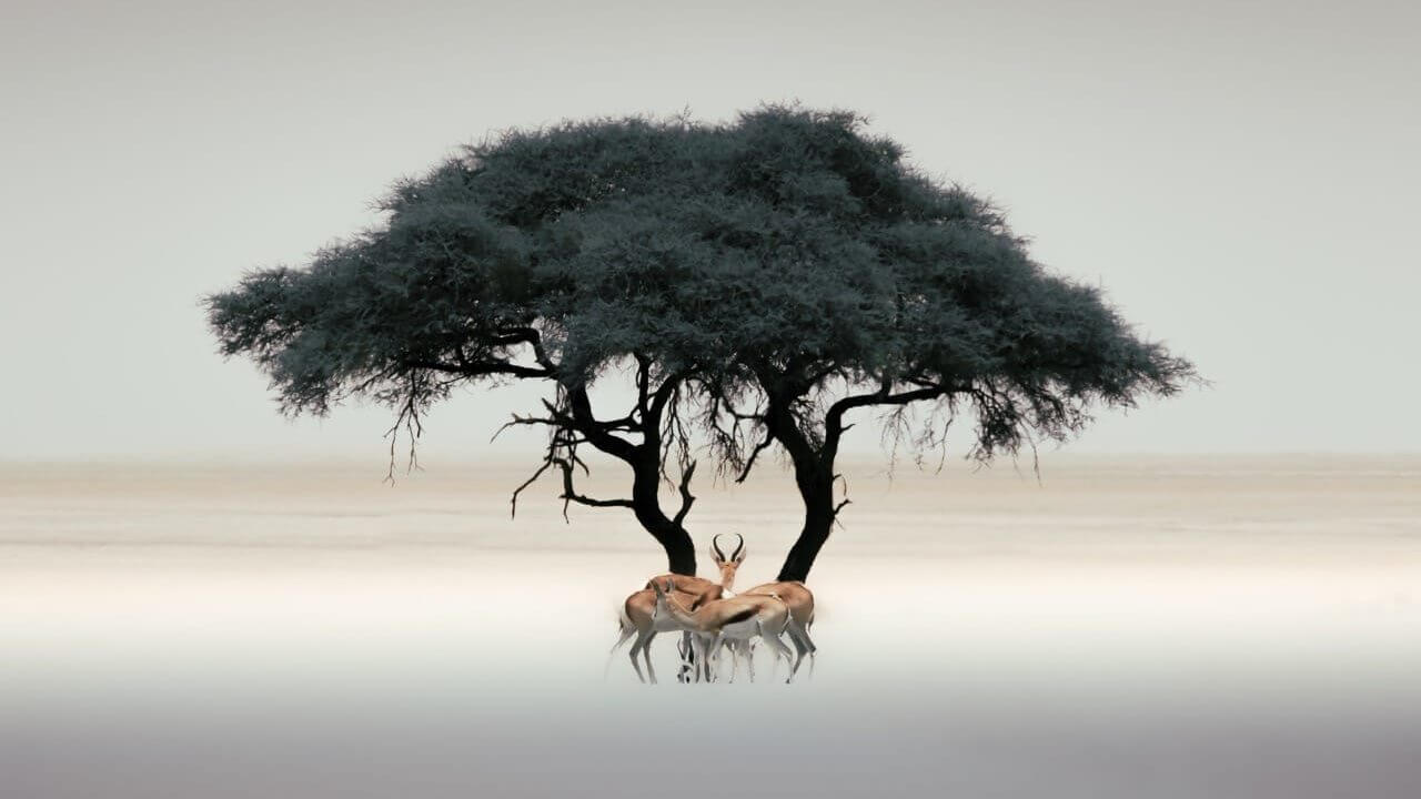 Springbok herd on the open dry pan edge in Etosha National Park