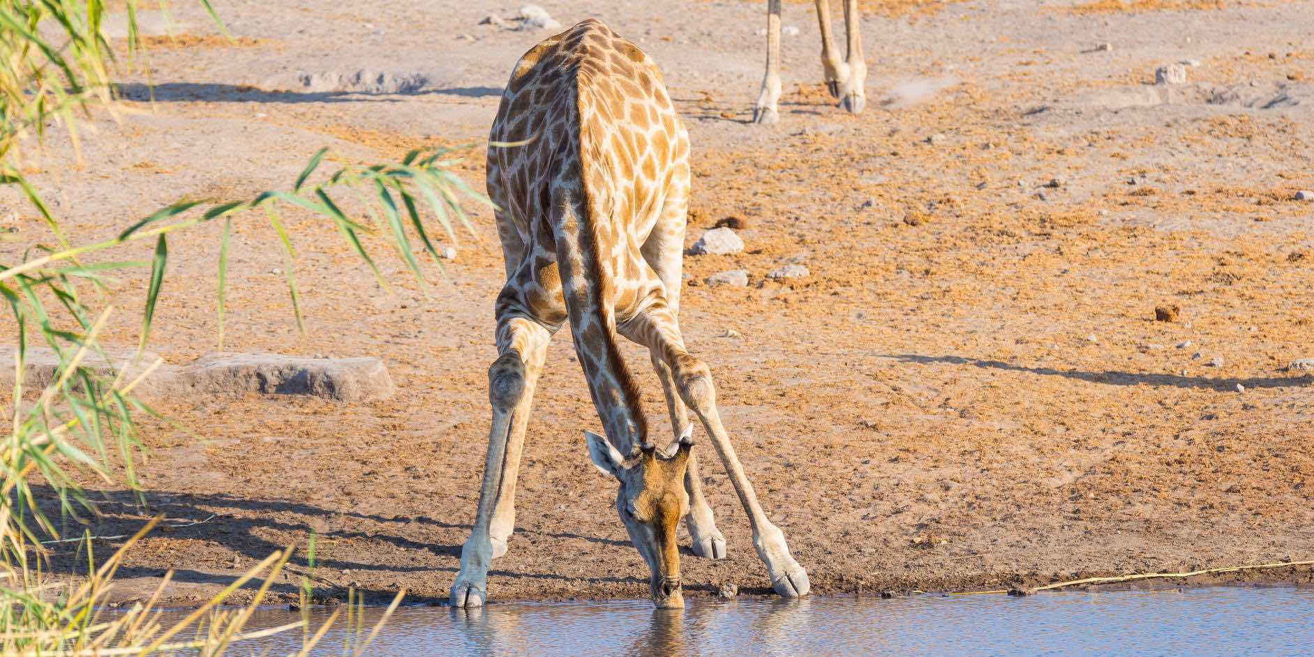 Standing water and green grass in southern Etosha after summer rain