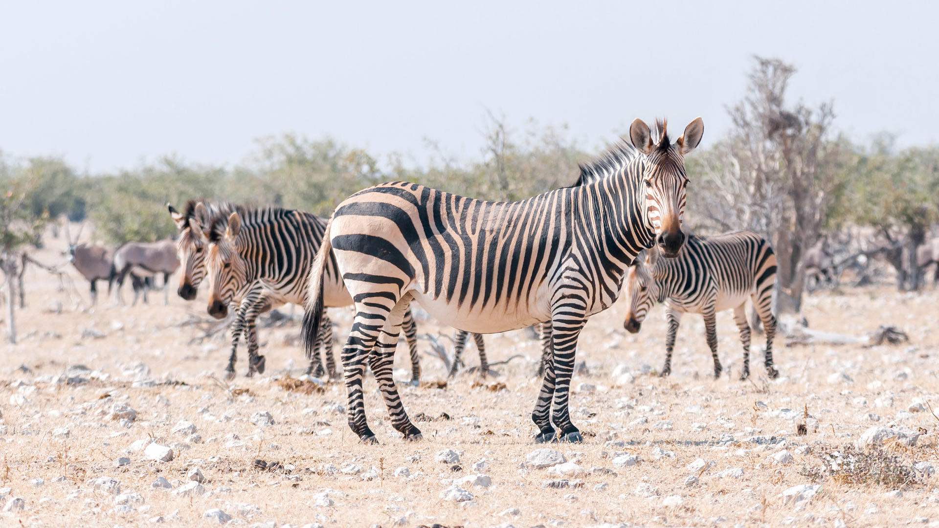 Open grassland and bush country in northern Namibia