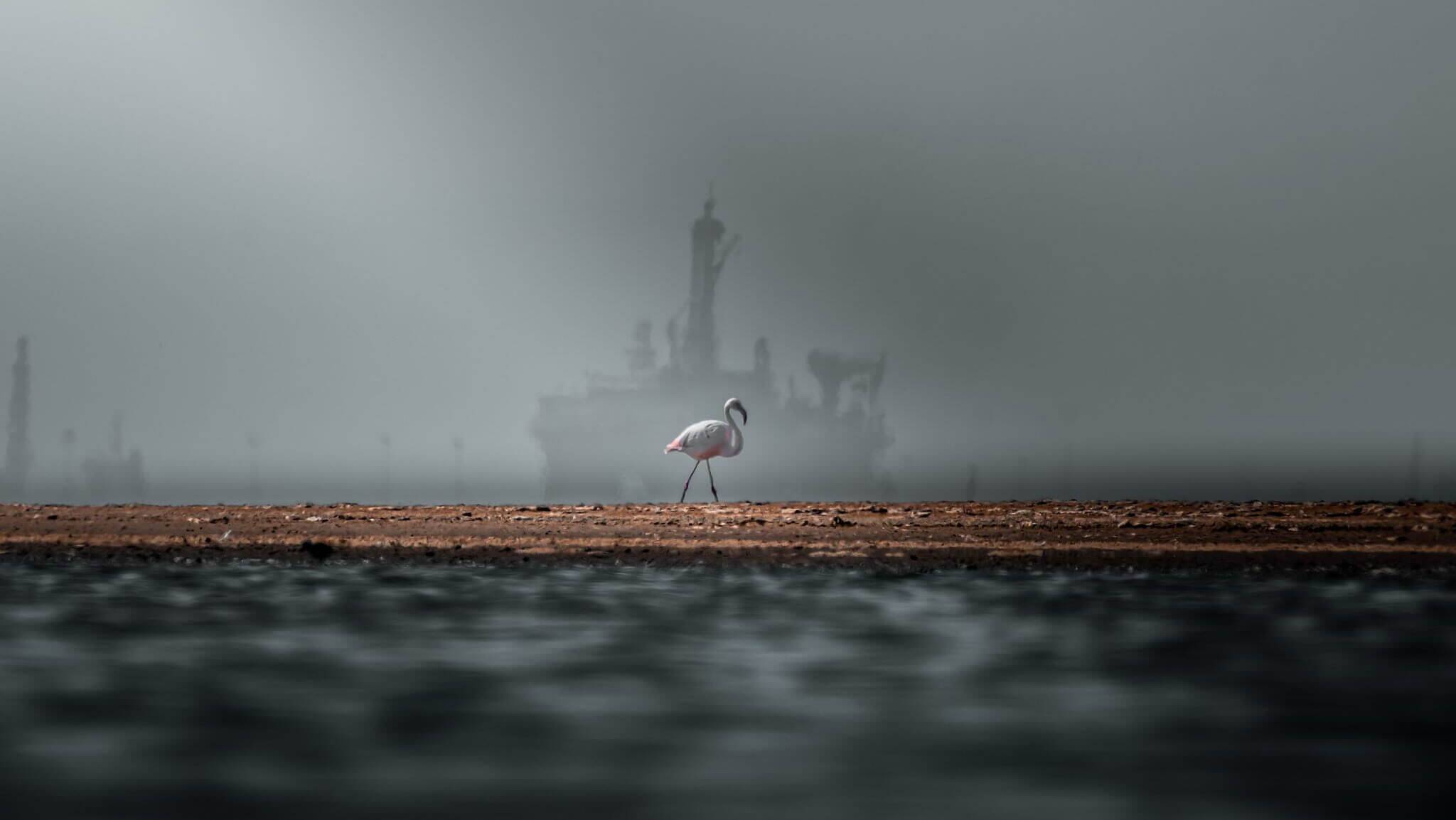 Flamingos on the Walvis Bay lagoon, Namibia