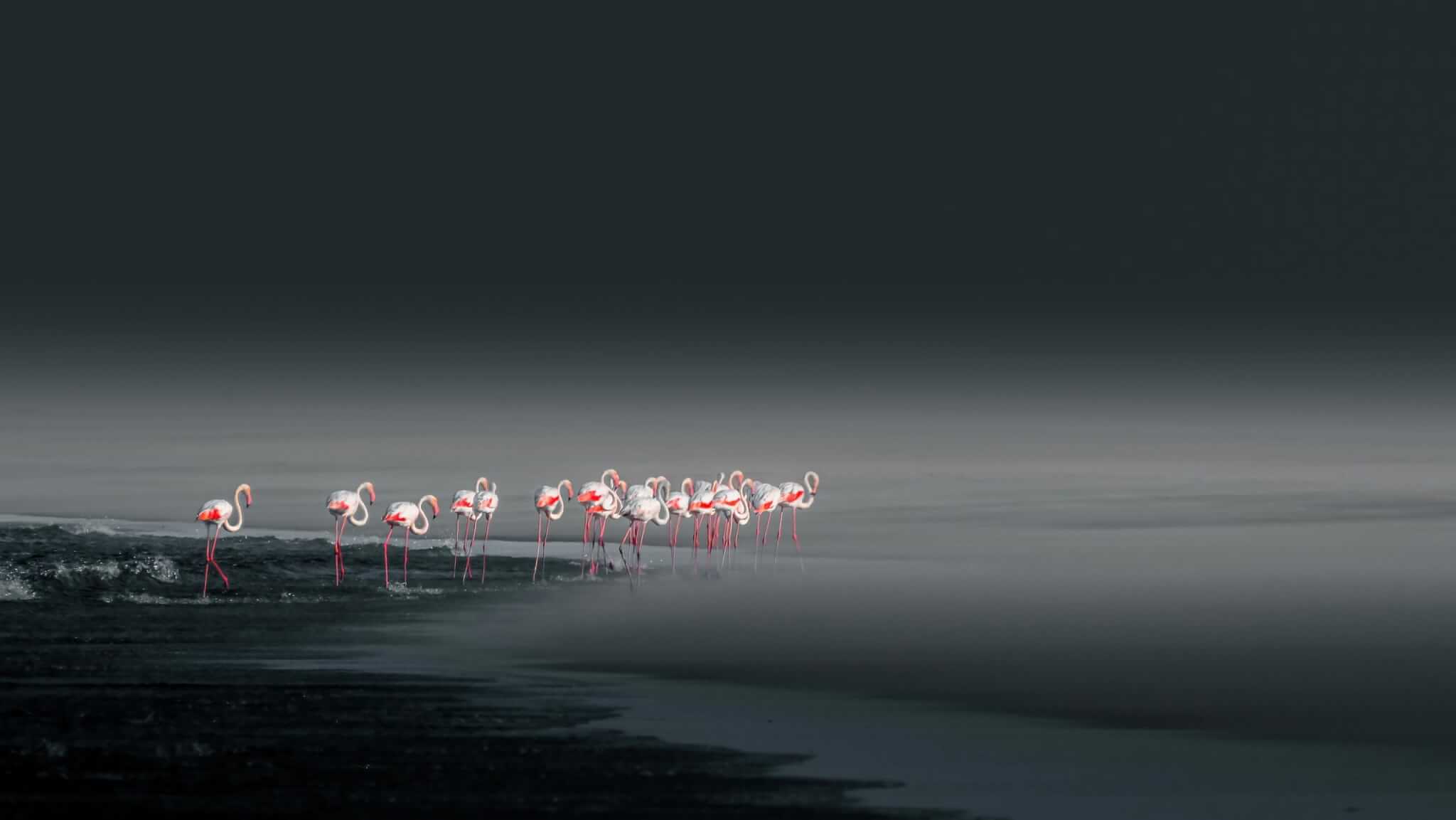Flamingos feeding in the shallows of Walvis Bay lagoon, Namibia