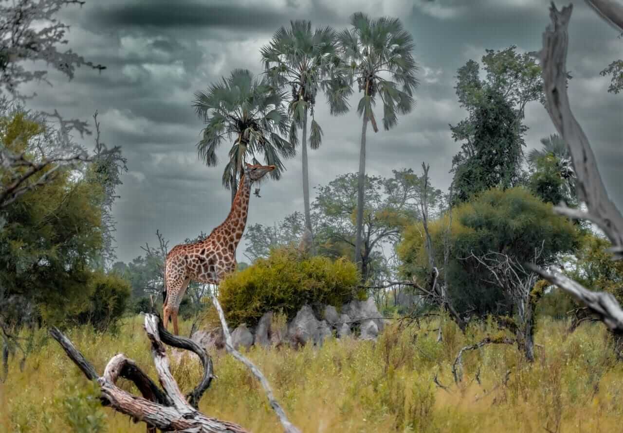 Giraffe moving through delta woodland