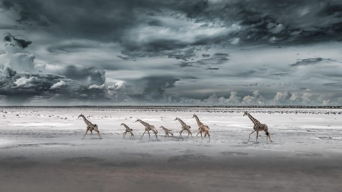 Giraffe crossing the Etosha plains