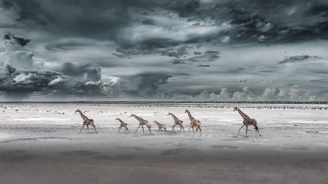 Giraffe drinking at an Etosha waterhole in the dry winter months