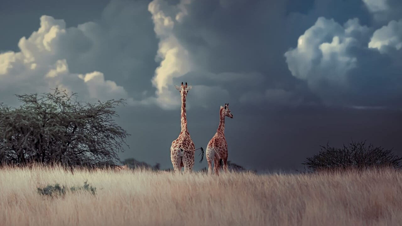 Giraffe in Etosha National Park, Namibia, where daily park fees rose in April 2026