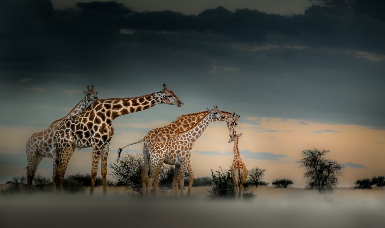 Giraffes at a floodlit waterhole after dark in Namibia during the dry winter season