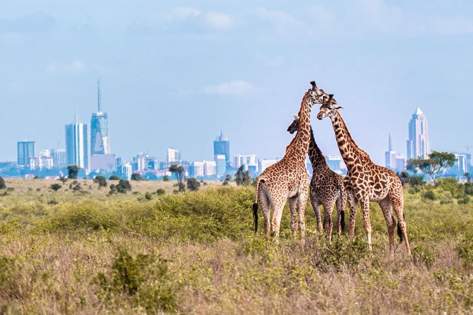 Giraffes in Nairobi National Park