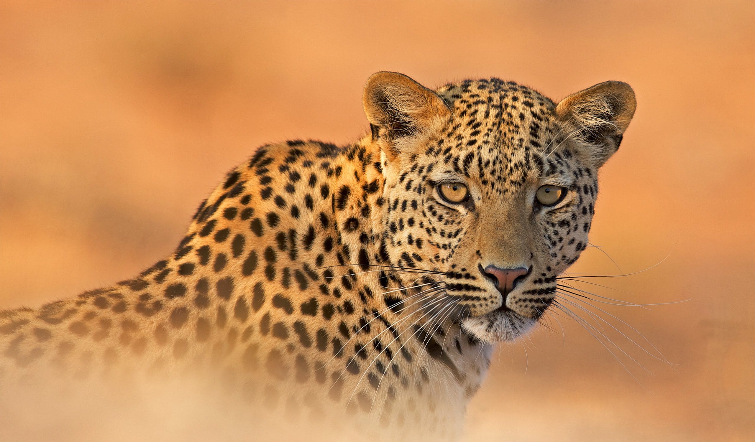 Leopard in short winter grass in Namibia in July