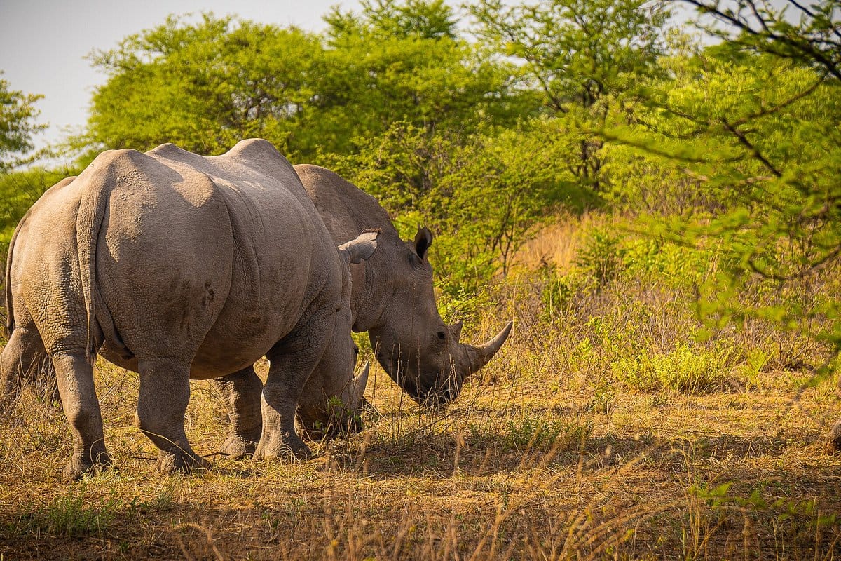 White rhino grazing at a sanctuary in eastern Botswana