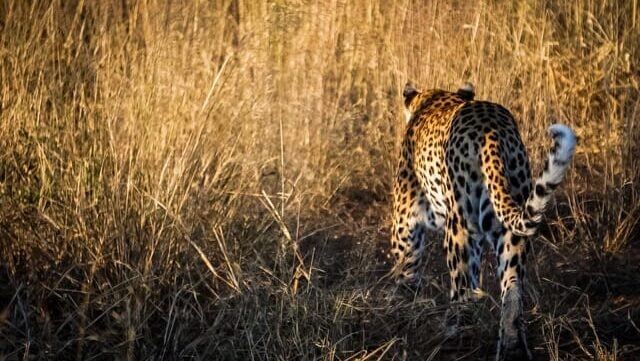 Leopard walking through dry grass in Namibia