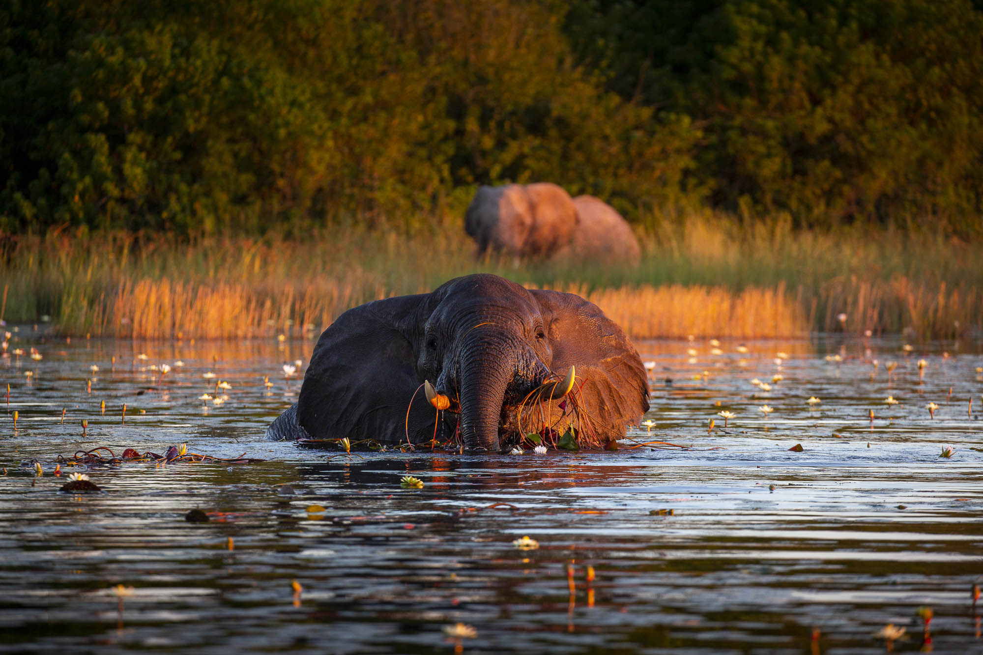 Botswana Safaris and Tours