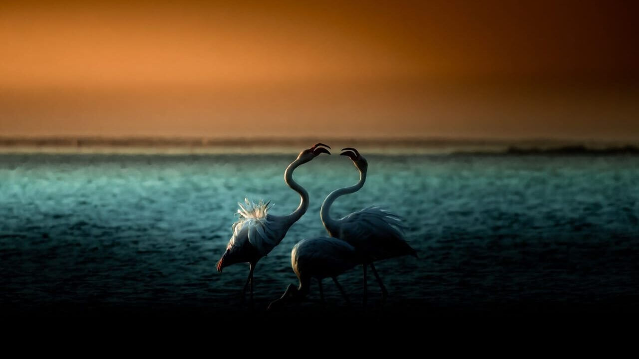 Two flamingos on the water at Walvis Bay, Namibia