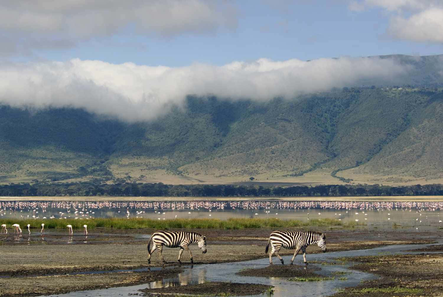 Wildlife on the floor of the Ngorongoro Crater, northern Tanzania