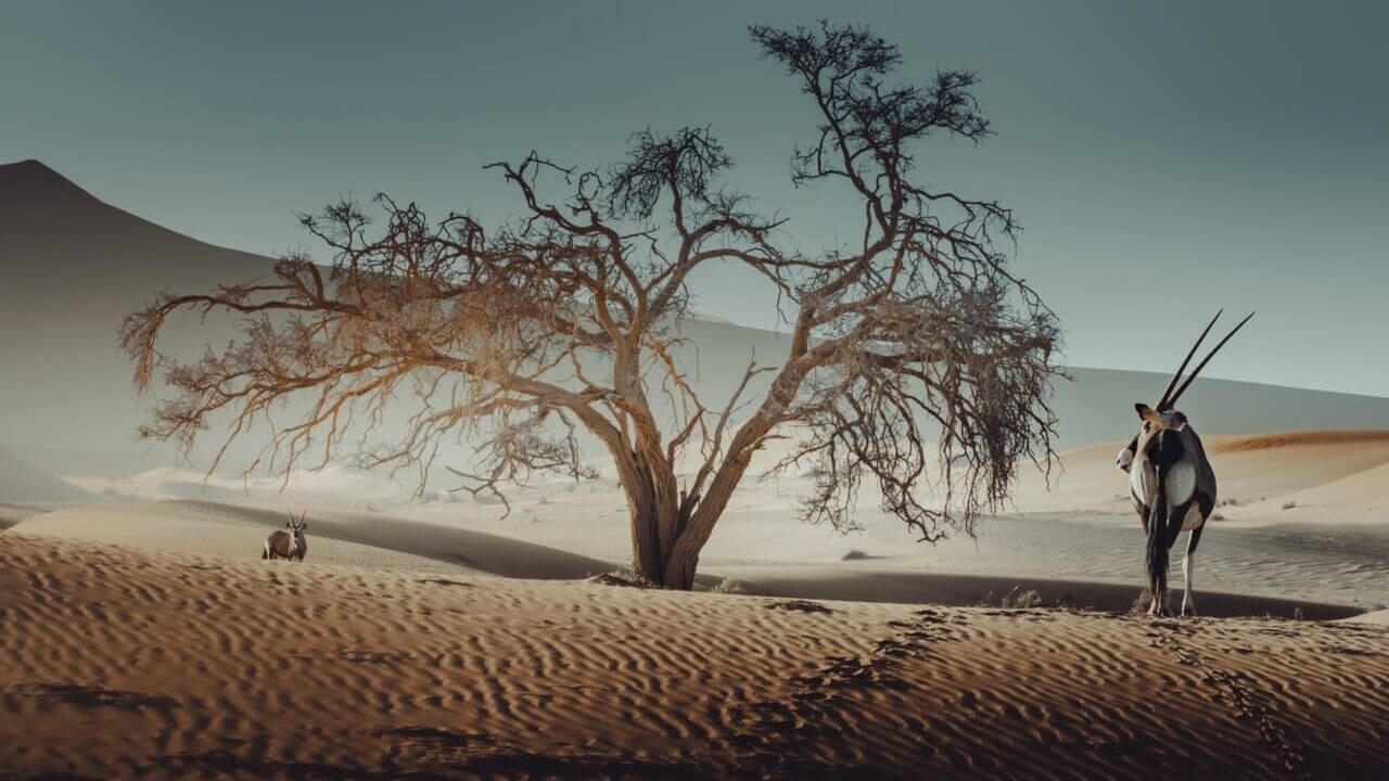 Oryx beneath a camelthorn tree in Namibia on a self-drive safari route