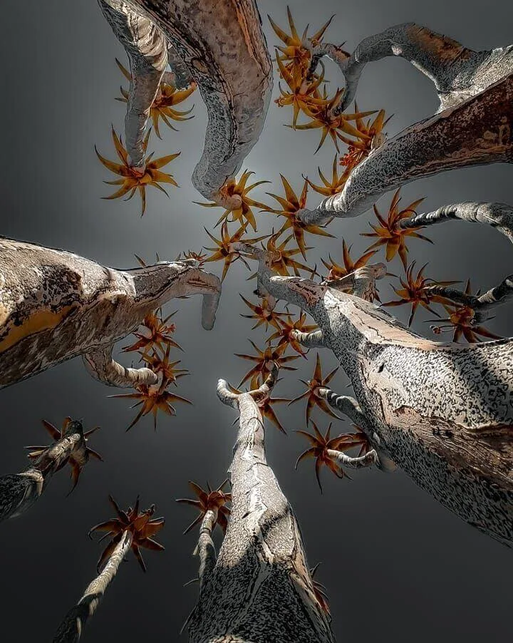 Quiver trees in southern Namibia