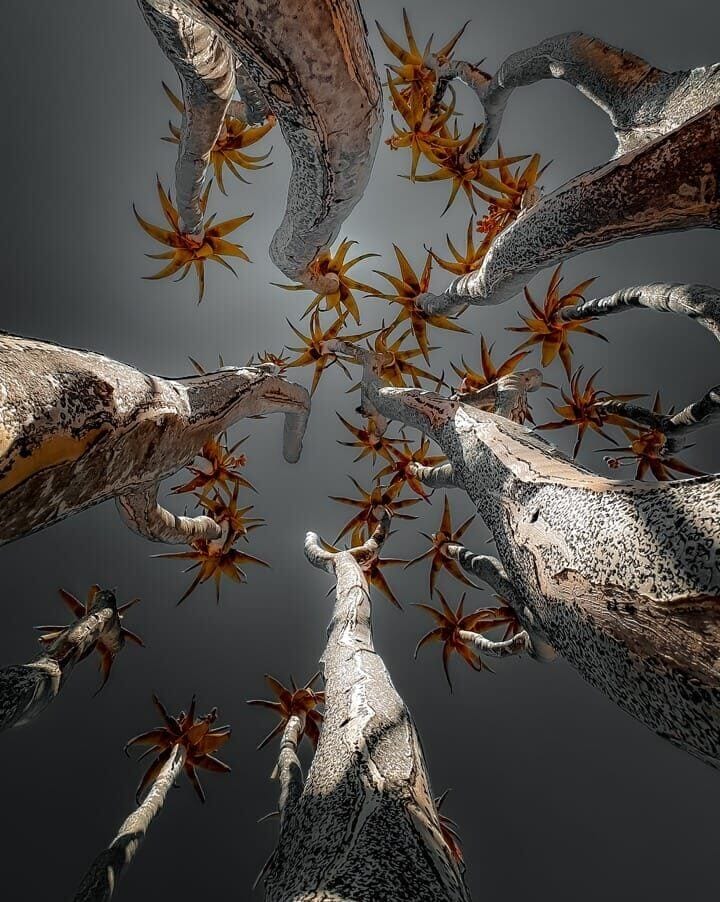 Quiver trees at sunset in southern Namibia