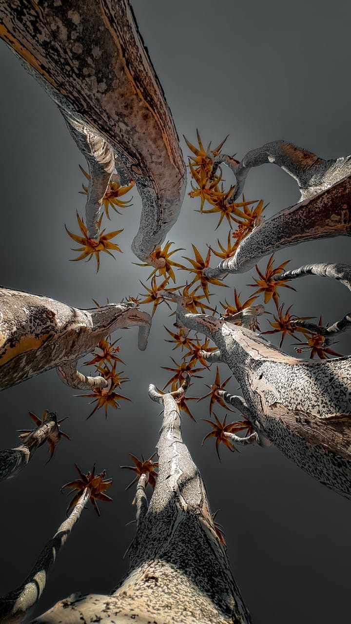 Quiver trees under a clear Namibian night sky, where dark skies make for good sleep on safari