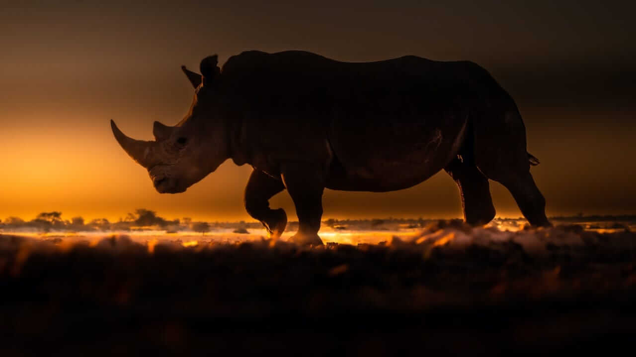 Rhino at sunset in Namibia, the last hour of light on an Etosha self-drive safari