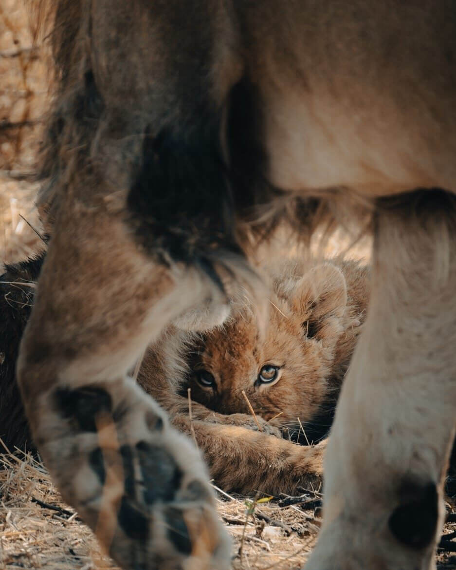 Lion and cub