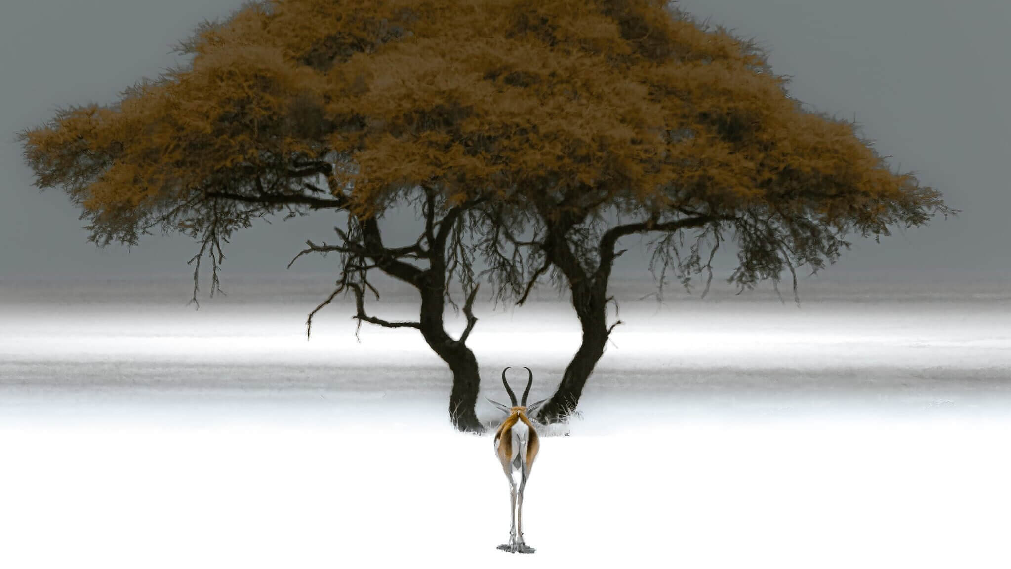Springbok at an Etosha waterhole in the Namibian dry season