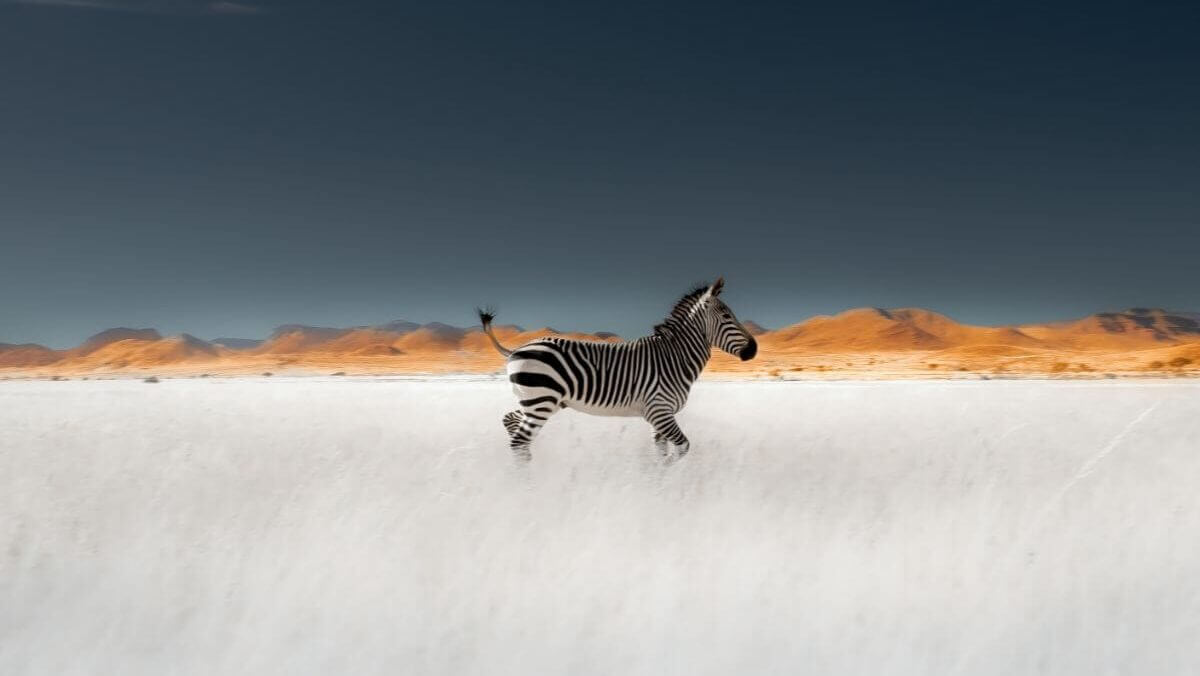 Zebra running across green grass in Namibia during the summer green season