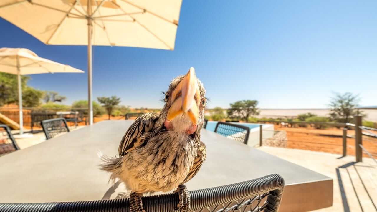 Wildlife at rest in the Kalahari, illustrating the slower pace that keeps a Namibia safari enjoyable