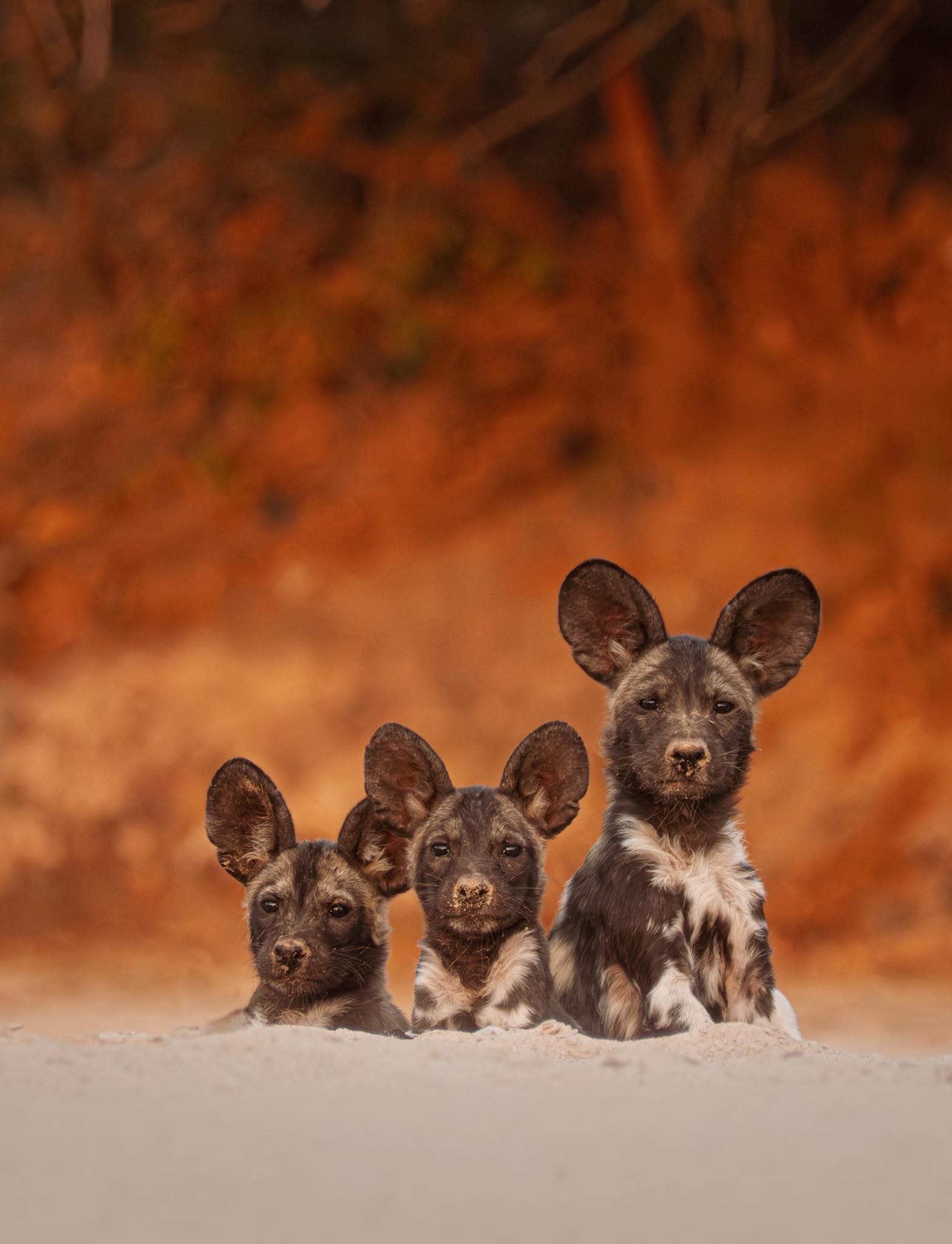 Botswana Safaris and Tours