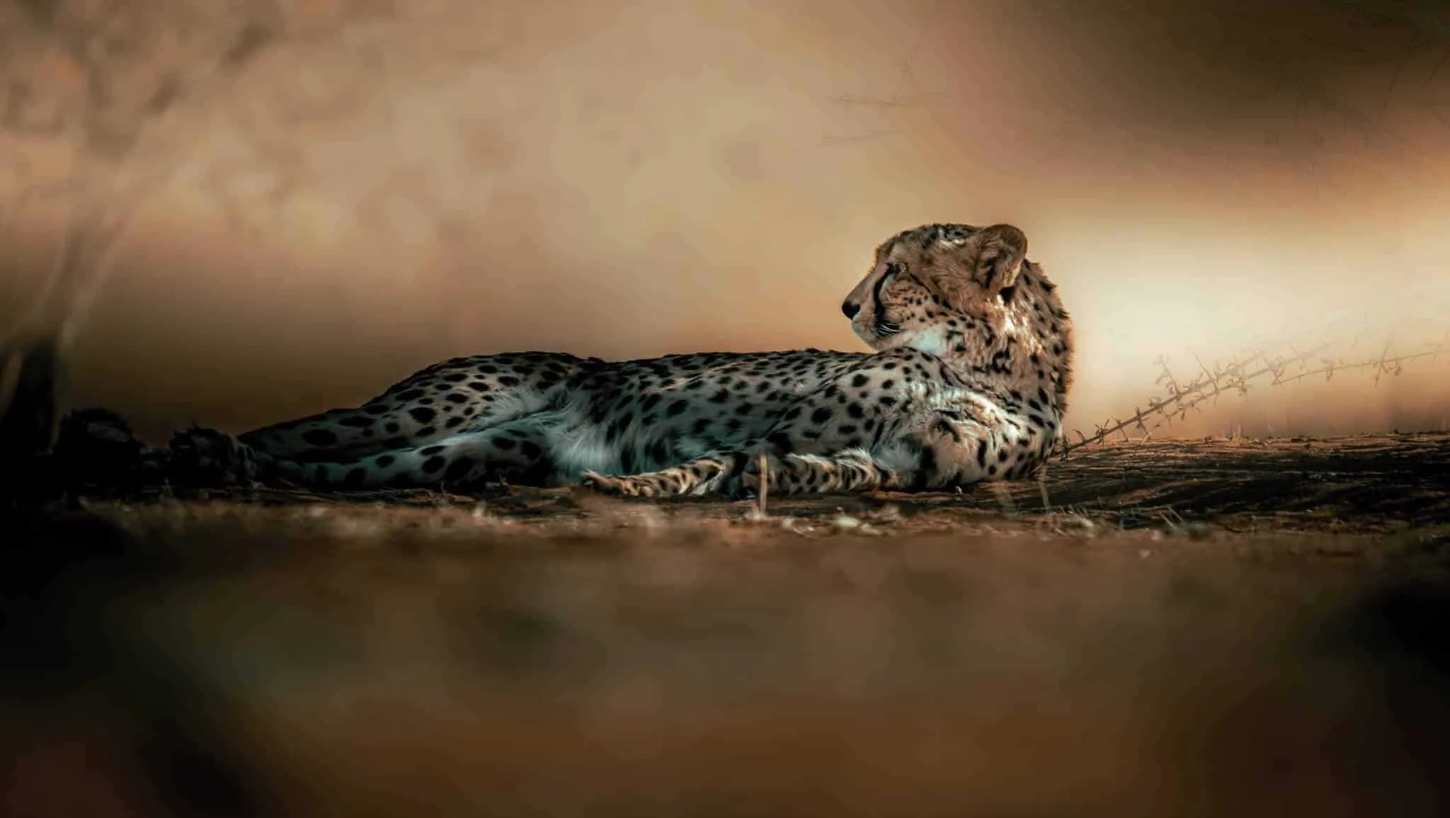 Namibia self-drive safaris