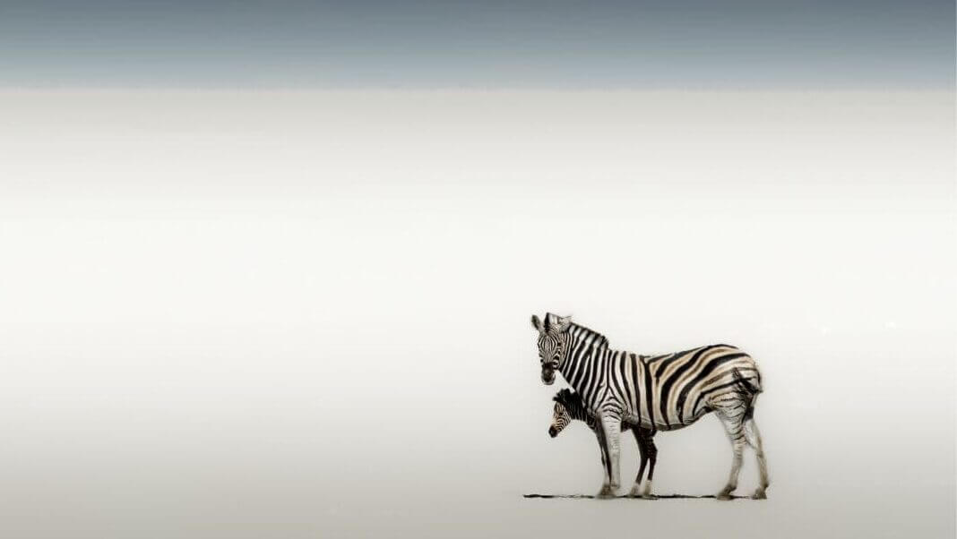 Zebra and foal at an Etosha waterhole, seen on a self-drive safari in Namibia
